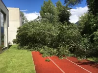 Baum auf der Rennbahn